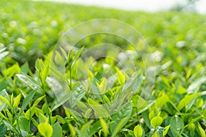 Fresh green tea leaves and buds in a tea plantation in morning