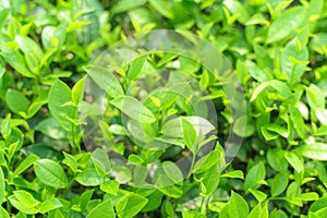 Fresh green tea leaves and buds in a tea plantation in morning