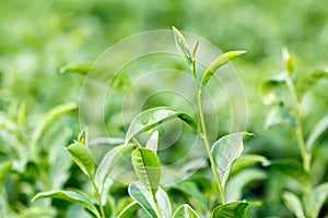 Fresh green tea leaves Camellia sinensis