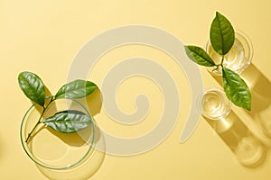 Fresh green tea leaves decorated with petri dish and beaker on beige background.