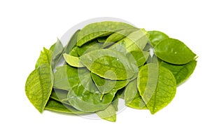 Fresh green tea leaves, drops of water,
