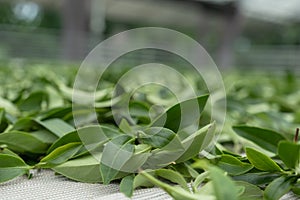 Fresh green tea leaves in drying processing, farm production factory