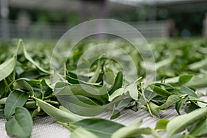 Fresh green tea leaves in drying processing, farm production factory