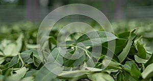 Fresh green tea leaves in drying processing, farm production factory