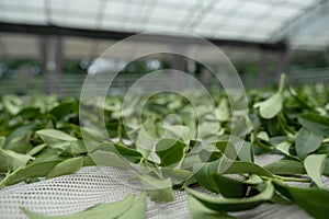 Fresh green tea leaves in drying processing, farm production factory