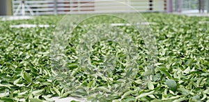 Fresh green tea leaves in drying processing, farm production factory