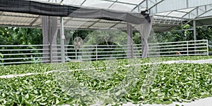 Fresh green tea leaves in drying processing, farm production factory