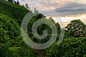 Fresh green tea leaves and evening sky