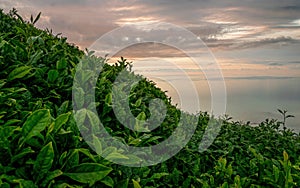 Fresh green tea leaves and evening sky