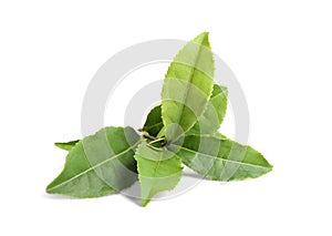 Fresh green tea leaves isolated