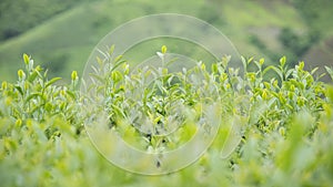 Fresh green tea leaves. Green tea plantations in morning sunrise.Freshness organic tea garden for background