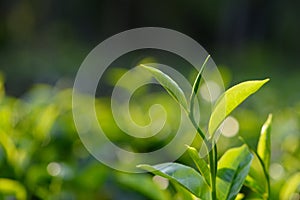 Fresh green tea leaves on tea bush