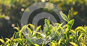 Fresh Green tea tree leaves in eco herbal farm. Tree tea plantations in morning sun light. Freshness herbal green natural garden