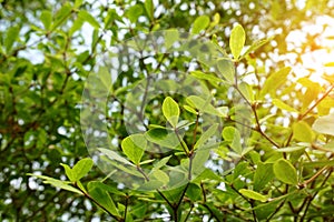 Fresh green Terminalia ivorensis leaf in nature garden