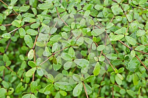 Fresh green Terminalia ivorensis leaf in nature garden