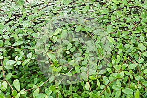 Fresh green Terminalia ivorensis tree in nature garden