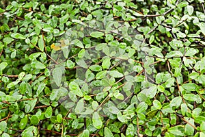 Fresh green Terminalia ivorensis tree in nature garden