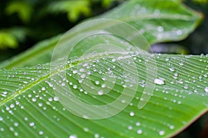 Fresh green textured banana leaf with rain drops for natural background close up