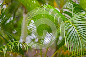 Fresh green textured banana leaf with rain drops for natural background close up