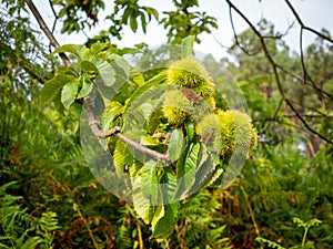 Fresh green thorny chestnuts on a branch with blurred background