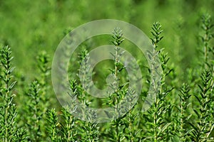 Fresh green thyme herbs growing in garden