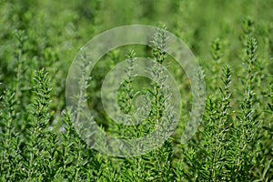 Fresh green thyme herbs growing in garden