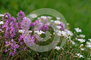 Fresh green thyme herbs with pink flowers growing with other white flowers