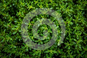 Fresh green thyme leaves filling the entire frame, fresh herbs, generative AI
