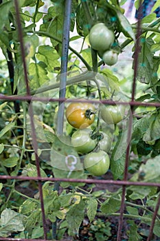 Fresh Green Tomates hang on a tomato plant in the garden.