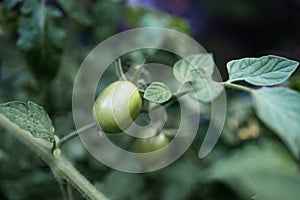 Fresh Green Tomates hang on a tomato plant in the garden. photo