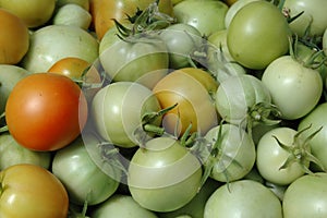 Fresh green tomato