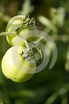 Fresh green tomato on the tree