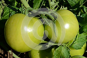 Fresh green tomatoes