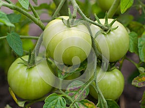 Fresh green tomatoes