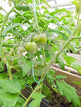 Fresh green tomatoes plant organic vegetable with drops hanging on vine of tomato tree for cooking or tomato juice high in fiber,