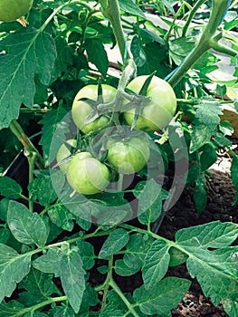 Fresh green tomatoes plant organic vegetable with drops hanging on vine of tomato tree for cooking or tomato juice high in fiber,