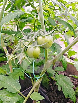 Fresh green tomatoes plant organic vegetable with drops hanging on vine of tomato tree for cooking or tomato juice high in fiber,