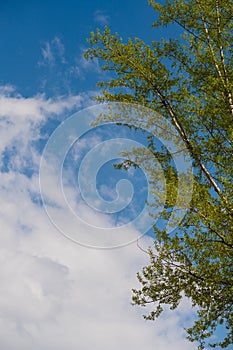 Fresh green tree branches against a bright sky with clouds