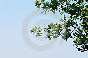 Fresh Green tree branches spread in blue sky