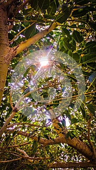 Fresh green tree foliage, the sun breaks through the lush leaves of a tree, abstract natural background,