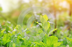 Fresh green tree leaf on blurred background in the summer garden with rays of sunlight