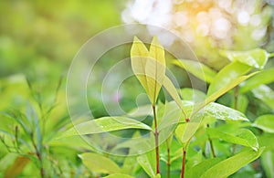 Fresh green tree leaf on blurred background in the summer garden with sun rays