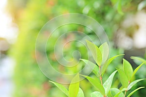 Fresh green tree leaf on blurred background in the summer garden with sun rays. Close-up nature leaves in field for use in web des