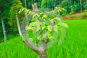 Fresh green tree leaves and nature background. Spring frame