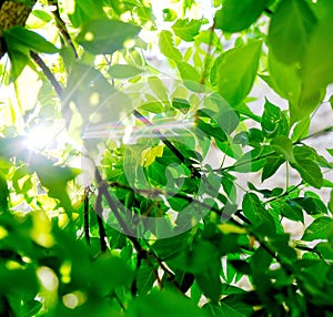 Fresh green tree leaves with sunlight ray