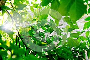 Fresh green tree leaves with sunlight ray