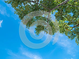 Fresh green trees and white fluffy clouds in the blue sky daylight. Natural sky composition. Element of design.