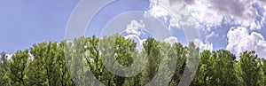 Fresh green treetops on blue sky background. panoramic landscape in spring.