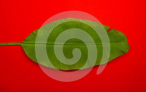 Fresh green tropical banana palm leaf on red background. Empty space for copy, lettering, room for text. Minimalist