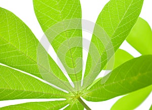 Fresh Green Tropical Cassava Leaf